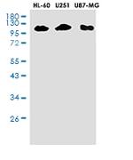 Stat2 Antibody in Western Blot (WB)