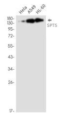 SUPT5H Antibody in Western Blot (WB)