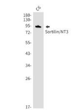SORT1 Antibody in Western Blot (WB)
