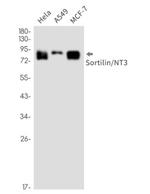 SORT1 Antibody in Western Blot (WB)