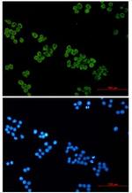 SNAP25 Antibody in Immunocytochemistry (ICC/IF)