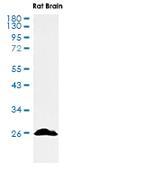 SNAP25 Antibody in Western Blot (WB)