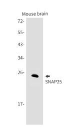 SNAP25 Antibody in Western Blot (WB)