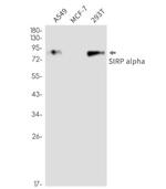 SIRPA Antibody in Western Blot (WB)