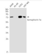 SEMA7A Antibody in Western Blot (WB)