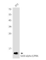 S100A6 Antibody in Western Blot (WB)