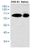 RPS6KA3 Antibody in Western Blot (WB)