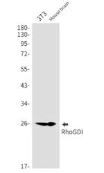 ARHGDIA Antibody in Western Blot (WB)