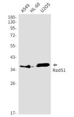 RAD51 Antibody in Western Blot (WB)