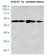 DLAT Recombinant Rabbit Monoclonal Antibody