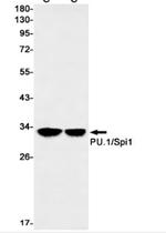 Spi1 Antibody in Western Blot (WB)