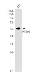 DLG2 Antibody in Western Blot (WB)