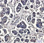 PHB1 Recombinant Rabbit Monoclonal Antibody