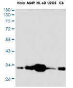 PHB1 Antibody in Western Blot (WB)