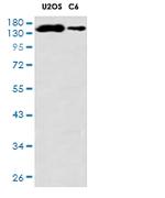 PLCG1 Antibody in Western Blot (WB)