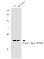 PRDX1 Antibody in Western Blot (WB)