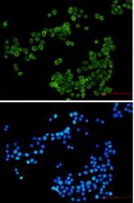 NCF4 Recombinant Rabbit Monoclonal Antibody