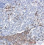 NCF4 Antibody in Immunohistochemistry (Paraffin) (IHC (P))