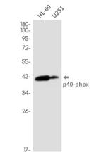 NCF4 Antibody in Western Blot (WB)