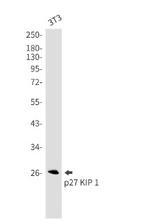 Cdkn1B Antibody in Western Blot (WB)