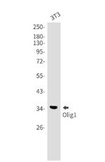OLIG1 Antibody in Western Blot (WB)