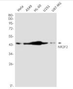 NR2F2 Antibody in Western Blot (WB)