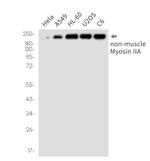 MYH9 Recombinant Rabbit Monoclonal Antibody