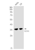 NEK6 Recombinant Rabbit Monoclonal Antibody
