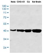 ACTA1 Antibody in Western Blot (WB)