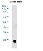 MRAS Antibody in Western Blot (WB)