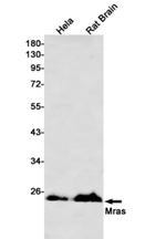 MRAS Recombinant Rabbit Monoclonal Antibody