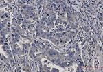 MSN Antibody in Immunohistochemistry (Paraffin) (IHC (P))