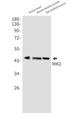 MAPKAPK2 Recombinant Rabbit Monoclonal Antibody