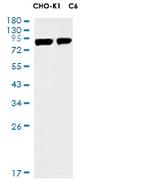 Mfn1 Recombinant Rabbit Monoclonal Antibody