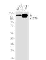 MERTK Antibody in Western Blot (WB)