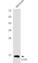 MAP1LC3A Antibody in Western Blot (WB)