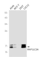 MAP1LC3A Antibody in Western Blot (WB)