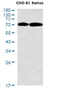 MTDH Antibody in Western Blot (WB)