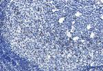 MTDH Recombinant Rabbit Monoclonal Antibody