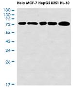 MTDH Antibody in Western Blot (WB)