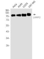 LAMP2 Antibody in Western Blot (WB)