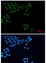 LMNA Recombinant Rabbit Monoclonal Antibody