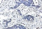 LMNA Antibody in Immunohistochemistry (Paraffin) (IHC (P))