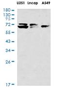 LMNA Antibody in Western Blot (WB)