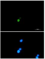 XRCC6 Recombinant Rabbit Monoclonal Antibody