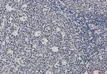 XRCC6 Antibody in Immunohistochemistry (Paraffin) (IHC (P))