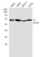 XRCC6 Antibody in Western Blot (WB)