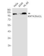 DOT1L Antibody in Western Blot (WB)