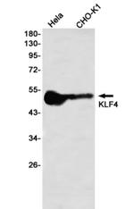 Klf4 Antibody in Western Blot (WB)