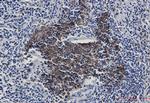 KAT7 Antibody in Immunohistochemistry (Paraffin) (IHC (P))